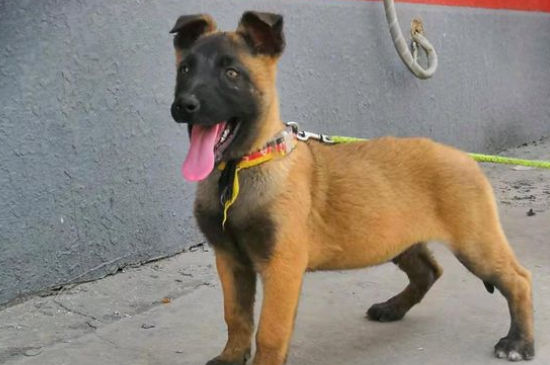 马犬体重有多少斤,马犬标准体重多少