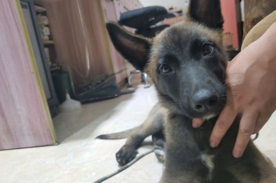 马犬体重有多少斤,马犬标准体重多少