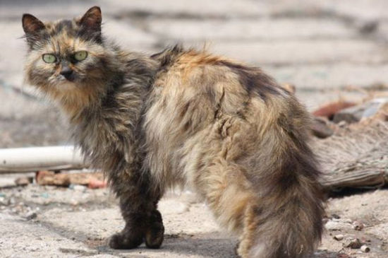 流浪猫吃火腿肠吗,可以喂流浪猫吃什么