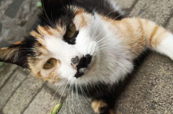 流浪猫吃火腿肠吗,可以喂流浪猫吃什么