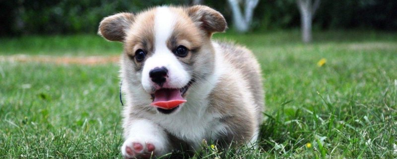 柯基犬食谱,柯基犬的营养饭怎么做
