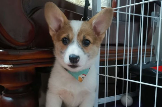 柯基犬食谱,柯基犬的营养饭怎么做