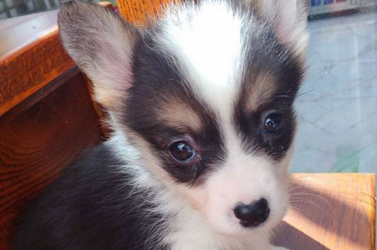 柯基犬食谱,柯基犬的营养饭怎么做