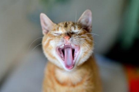 猫踩奶被子是什么意思