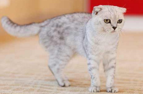 猫踩奶被子是什么意思