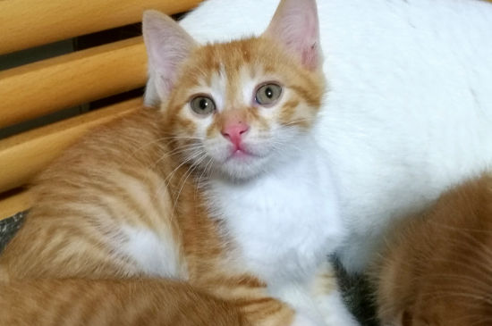 猫尿血怎么办,猫咪血尿能自己好么