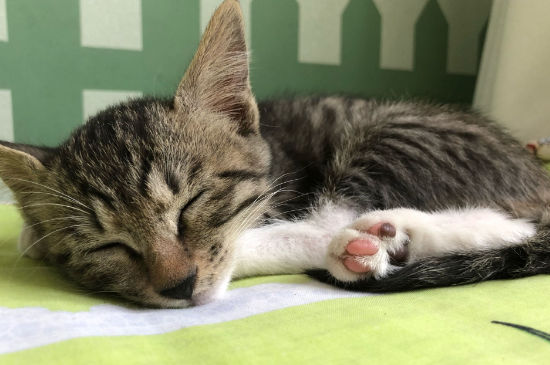 猫尿血怎么办,猫咪血尿能自己好么