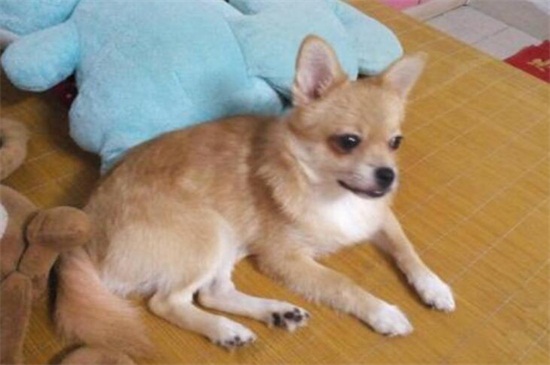 狗拉白色粘液怎么治疗
