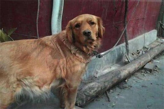 狗流绿水是死胎吗