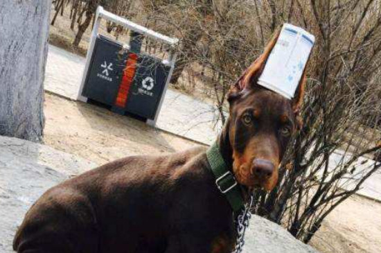 自制狗狗立耳器