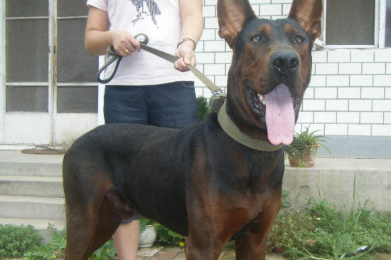 莱州红犬几个月能变凶