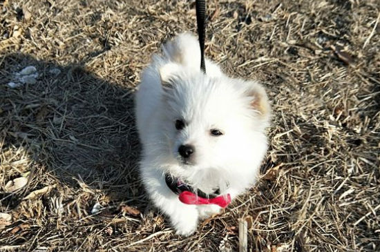 怀孕了可以养宠物狗吗