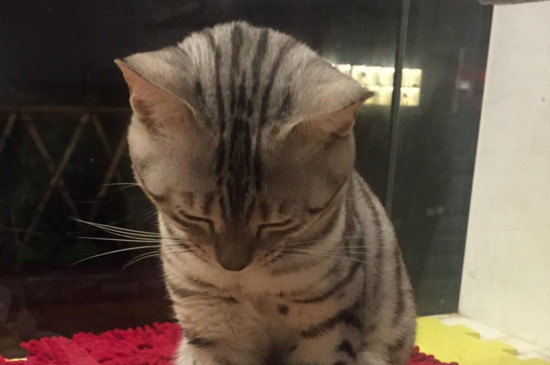 猫咪来月经吗