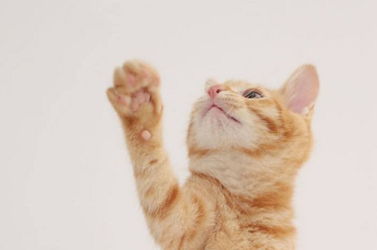 猫咪来月经吗