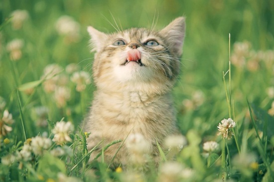 猫咪摔了内伤能自愈吗