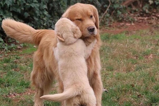 狗为啥把狗崽子吃了