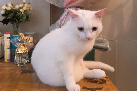 猫不绝育可以吗