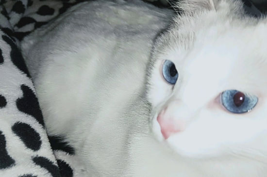 猫不绝育可以吗