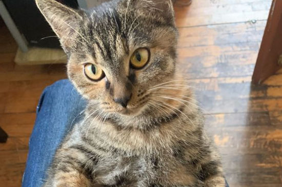 猫咪流产要怎么处理