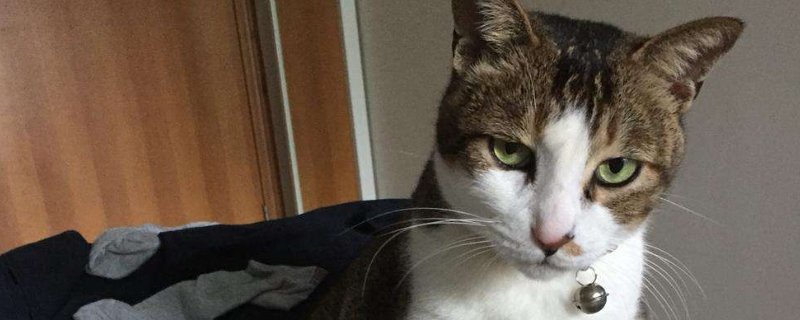 家里到处都是猫毛怎么办