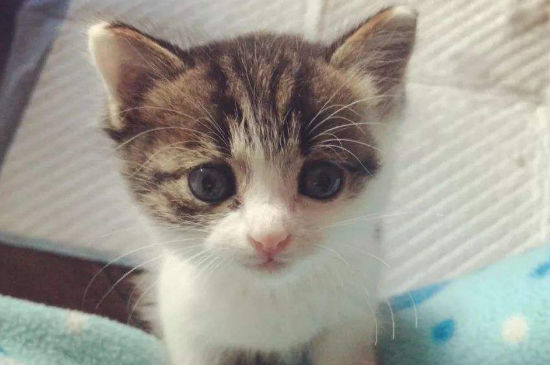 家里到处都是猫毛怎么办