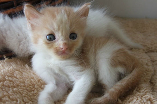 家里到处都是猫毛怎么办