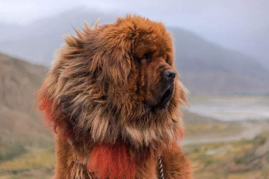 像狮子的狗