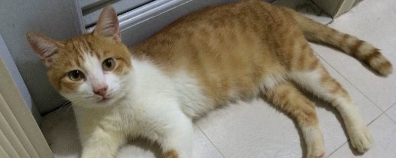 猫被抛弃后会哭吗