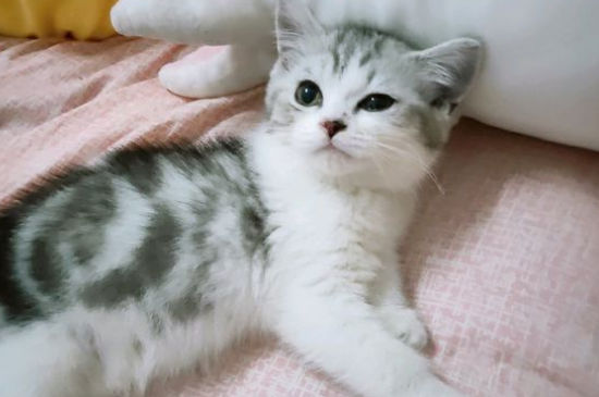 猫被抛弃后会哭吗
