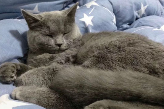 猫被抛弃后会哭吗
