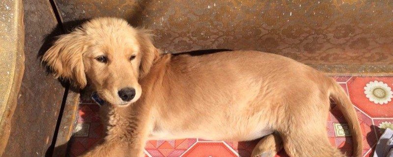 金毛体型对照表