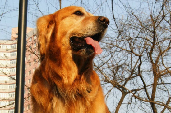 金毛体型对照表