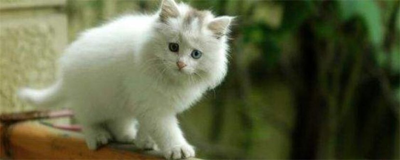 十日观察法适用于猫吗