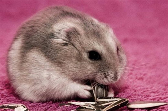 什么快递可以寄小仓鼠,活体仓鼠怎么快递