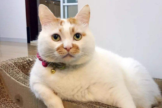 猫抓伤了多久过安全期