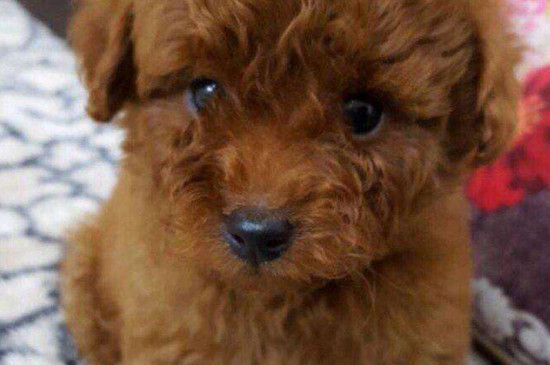 泰迪吃了巧克力症状