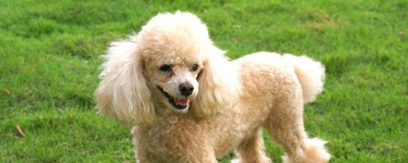 小狗容易得的四大病