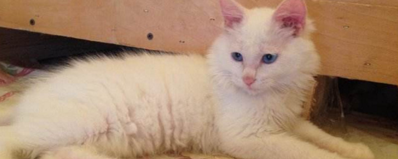 猫咪得了猫瘟怎么办