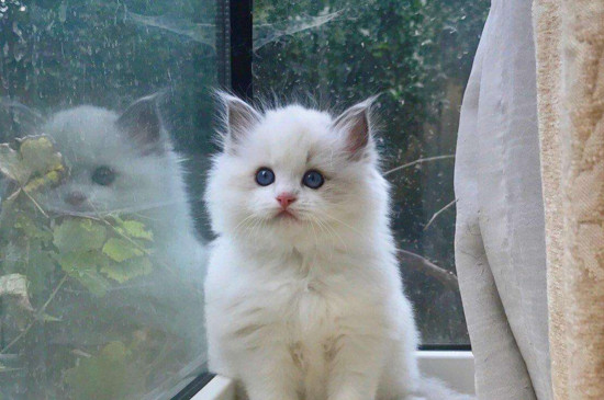 猫咪得了猫瘟怎么办