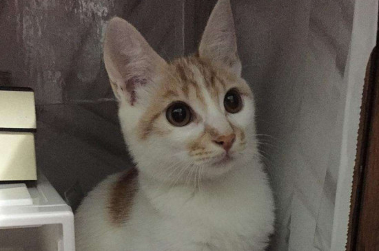 猫咪得了猫瘟怎么办