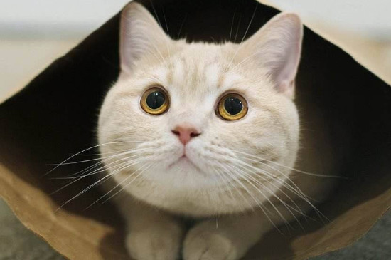 猫拉稀很臭还黄黄的