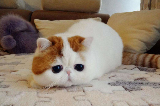 猫咪黄疸怎么治疗