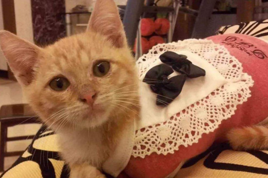 猫咪叫不出声怎么回事