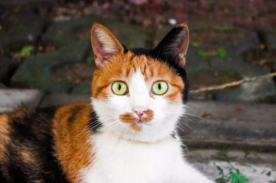 猫咪叫不出声怎么回事