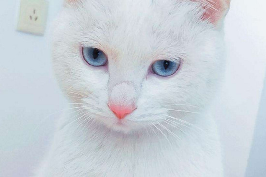 猫咪绝育后吃什么