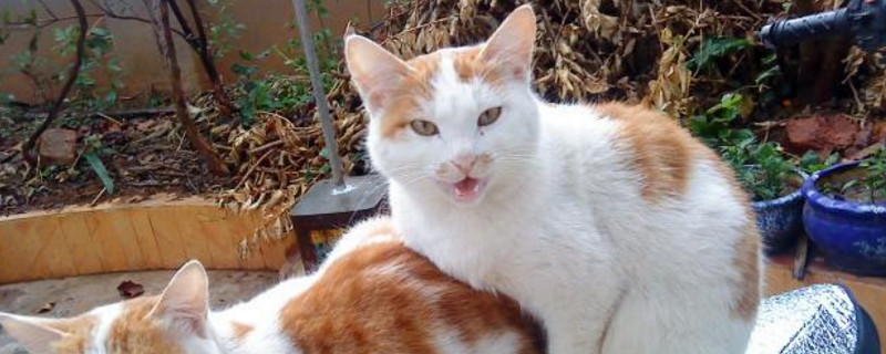猫咪开脚是什么意思