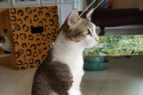 猫咪开脚是什么意思