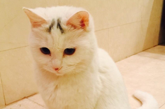 猫咪去世了会回来吗