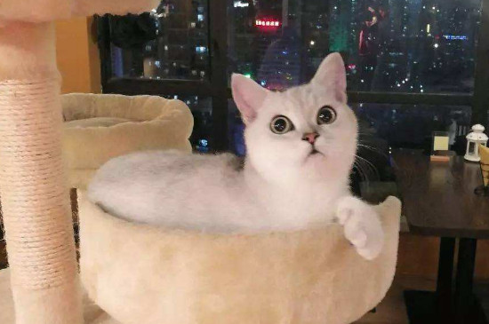 猫互相咬脖子