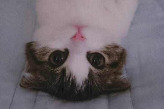 猫呼吸很重有杂音